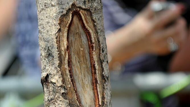 La Virgen del árbol