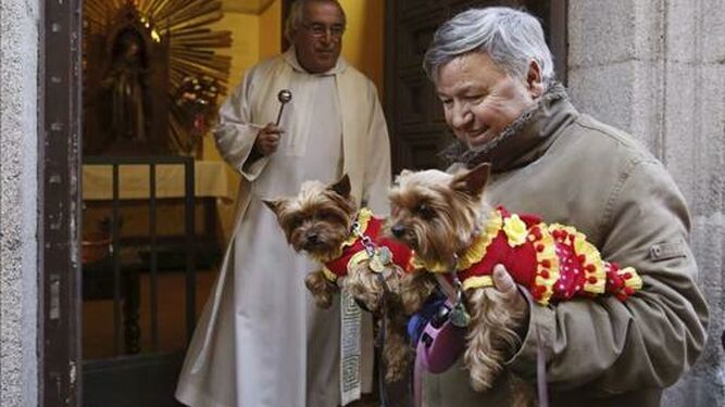 Perritos en San Antón