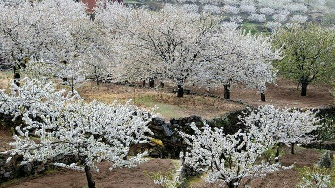 Cerezos en flor