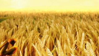 El trigo y la cizaña