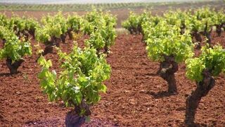 La parábola de la viña