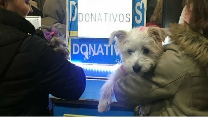 Miles de mascotas reciben la bendición de manos del padre Ángel en su parroquia "24 horas"