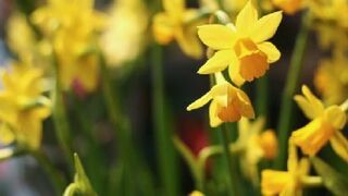 Pascua florida: el lugar de la vida