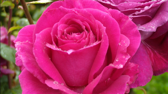 rosa