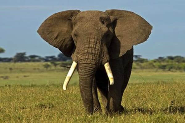 Poderoso y fornido elefante