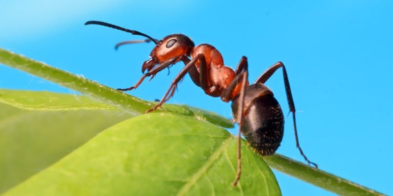 Insignificante hormiga