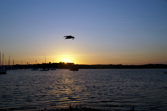 gaviota y mar