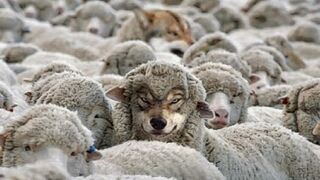 Lobo con piel de oveja