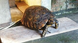 Mocos en la quebrada