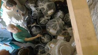 Los expertos analizando los huesos