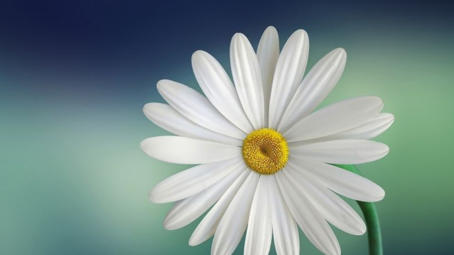 Margarita, símbolo de la humildad