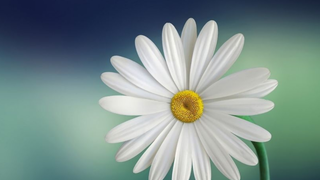 Margarita, símbolo de la humildad