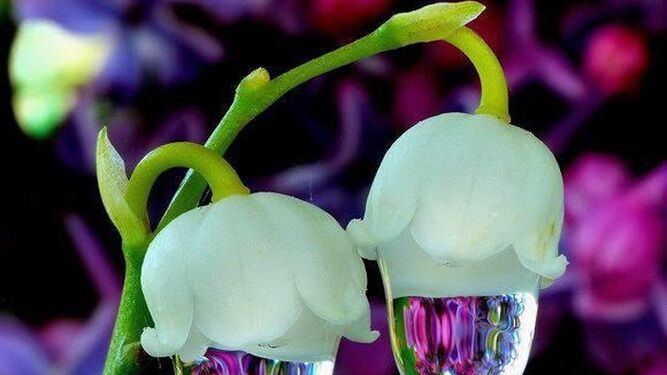 Flores