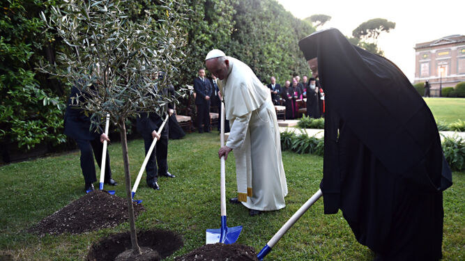 Papa y Patriarca plantan un árbol