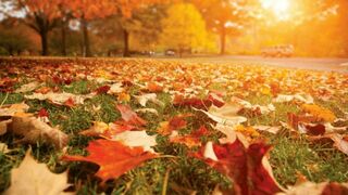 Otoño y renovación