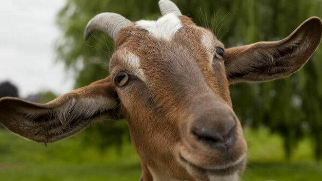 "Como cabras a las que se les deja invadir un jardín recién plantado; lo destrozan todo"