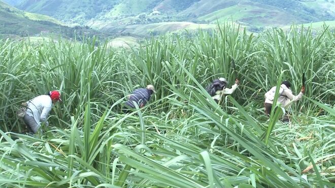 Presentación del informe: "Flores de dignidad en tierra de sangre"