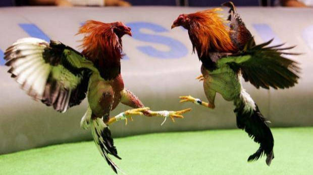 gallos de pelea