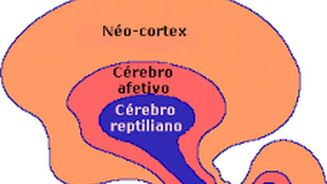 cerebro trino