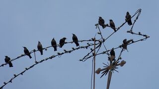 Fiesta de la Epifanía (comentarios bíblicos)