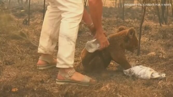Rescate de un koala