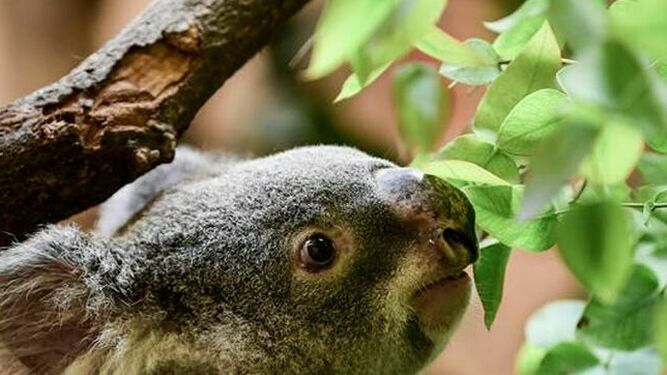 La vulnerabilidad de los koalas