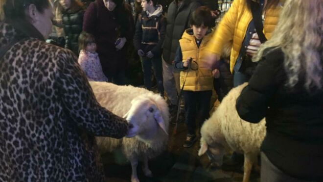 La ovejas, en San Antón