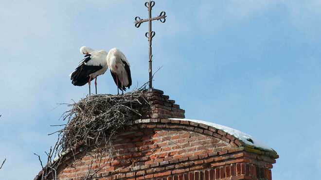 Cigüeñas en la torre de la iglesia