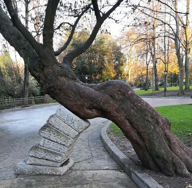 Árbol sujetado
