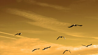 Un tema de carismas y carismáticos