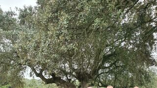Los tres obispos de la Provincia Eclesiástica de Mérida-Badajoz junto a los Vicarios generales de las tres diócesis extremeñas