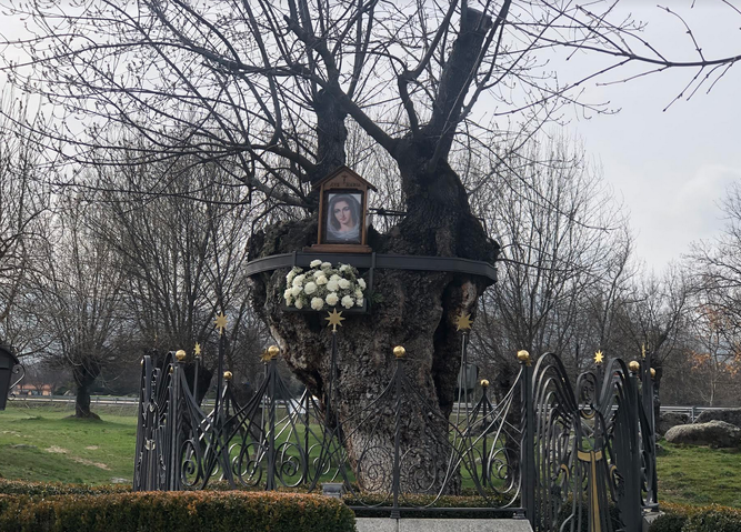 Árbol de las apariciones de Prado Nuevo