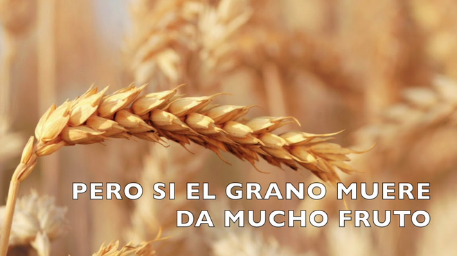 Si el grano muere
