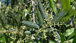 Comentario bíblico Domingo de Ramos (ciclo A)