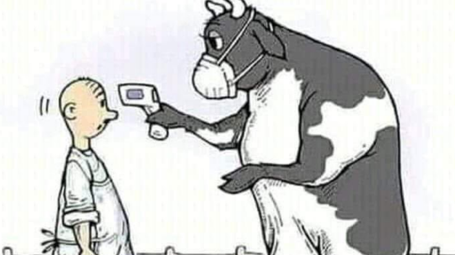 Vacas no tan locas