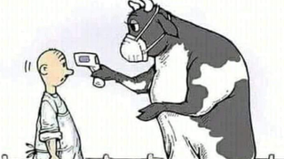 Vacas no tan locas