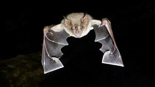 En Venezuela hay más de cincuenta especies distintas de murciélagos