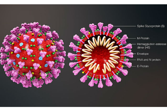 coronavirus_structure_large