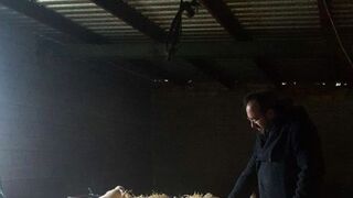 Las ovejas... y el pastor