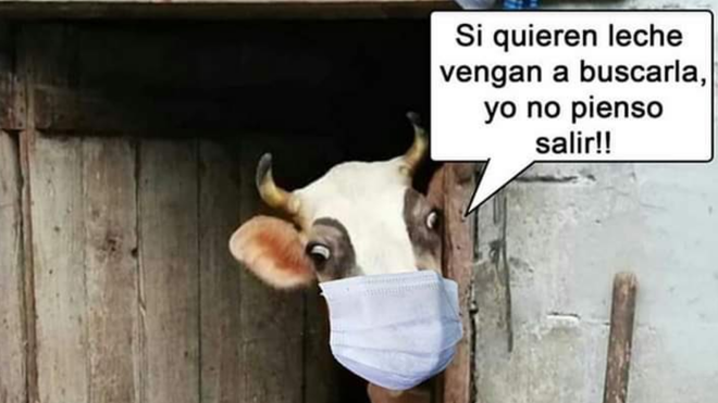 La vaca, ¡ni loca!