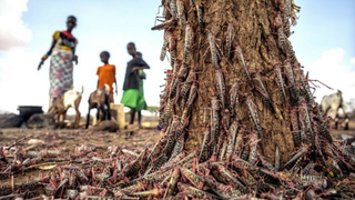 Plaga de langostas del desierto en Kenia