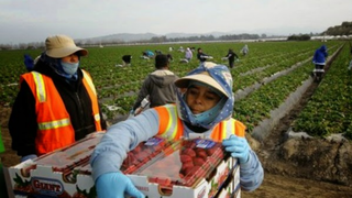 Trabajadoras del campo