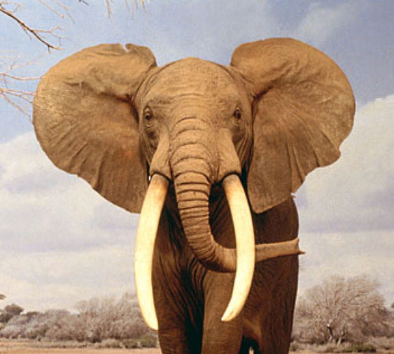 elefante-africano[1]