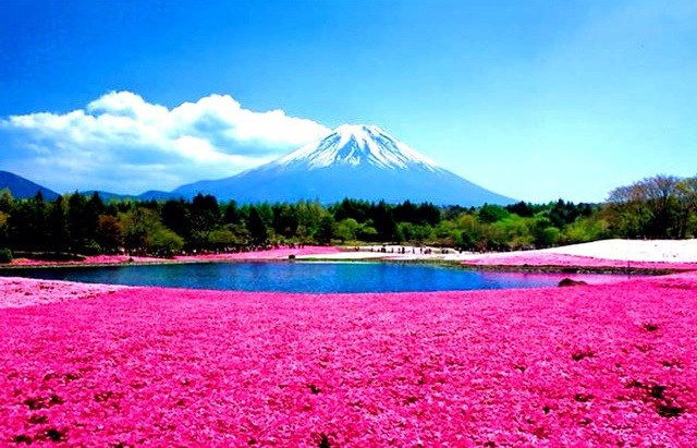 shibazakura-hill-japan