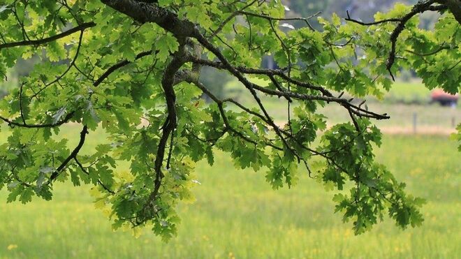 Concilio Vaticano II