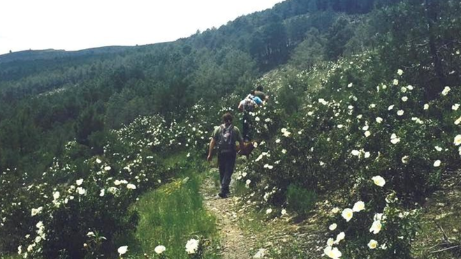 Camino por la Sierra de Madrid