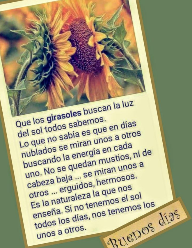 Girasoles