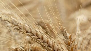 Comentario domingo 16ª ciclo "A"