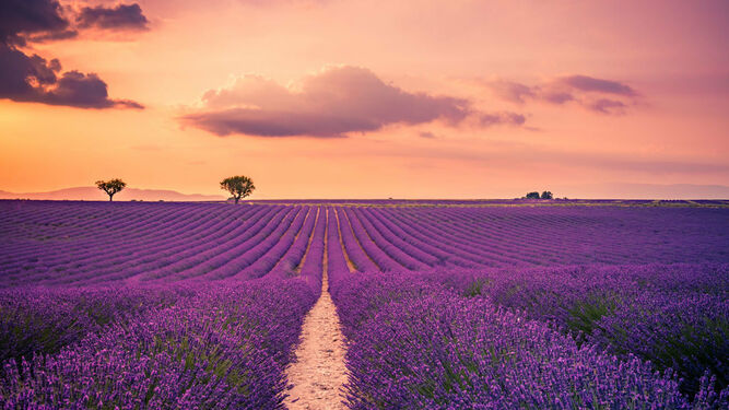 Campo de lavanda