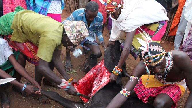 Boda samburu